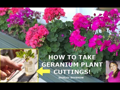 Geranium Plants 🌱 How to Take Geranium Plant Cuttings That Grow and Flower! Shirley Bovshow