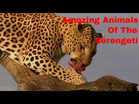 Amazing Animals Of The Serengeti/17 Safari Animals Worth Viewing