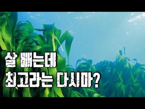 다이어트로는 최고라는 다시마의 놀라운 효능