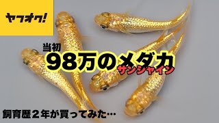 高級メダカ【98万円のメダカ】ヤフーオークションで買ってみた！！！