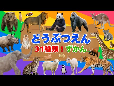 【どうぶつ図鑑⭐️】動物園でいろんな動物の名前を覚えよう‼️/知育アニメ/喜ぶ・図鑑/2、3、4、5歳児頃の子供向け知育動画/animation