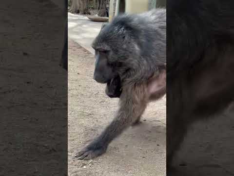 a BABOON taking a BABY porcupine for a walk! 🥰 #cuteanimals #baby #monkey #farmlife #animallover