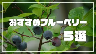 【ブルーベリー】おすすめ品種紹介・フェスティバル・ホームベル・ティフブルー・オレゴンブルー・タイタン