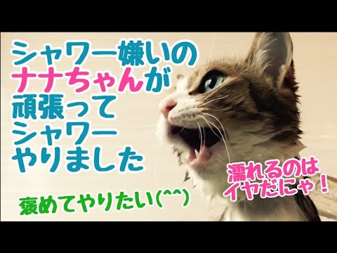 シャンプーとシャワーが嫌いな　ネコ