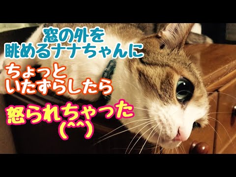 窓の外を眺めるネコに　イタズラしてみました