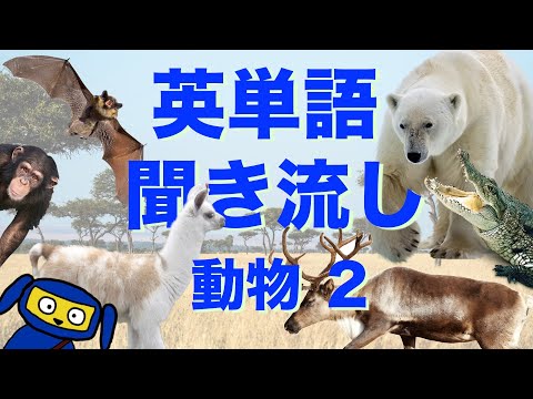 英単語　聞き流し　動物 ２　英語　リスニング