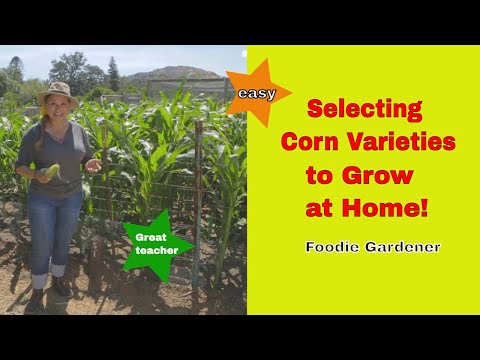 Selecting Corn Varieties to Grow at Home 🌽 Corn Growth and Pollination Foodie Gardener