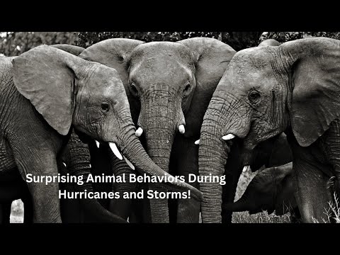 Surprising Animal Behaviors During Hurricanes and Storms! #AnimalBehaviors #hurricane  #WeirdFacts