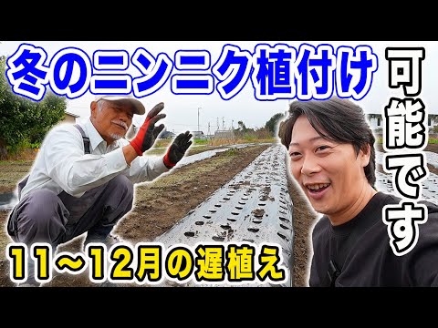 【ニンニク】11~12月に植付けできます　遅植えについて教えてもらいました