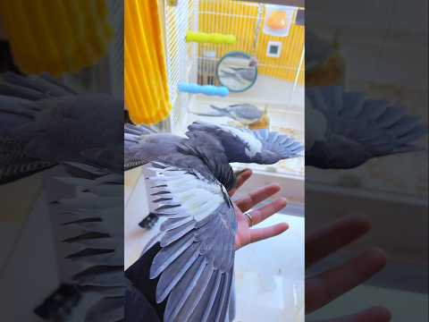 Adorable Cockatiels Jojo and Larry are stealing hearts 🥰🦜❤️#cockatielscraze #birdscharm