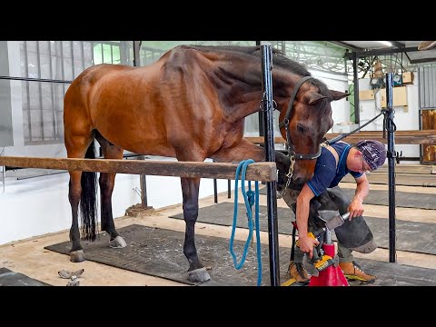 Process of Horseshoe Forging, Horse Hoof Restoration & Fitting / 馬蹄鐵鍛造 & 更換 - Taiwanese Farrier