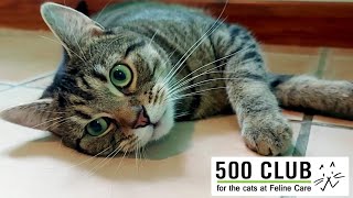 Feline Care 500 Club July 2024