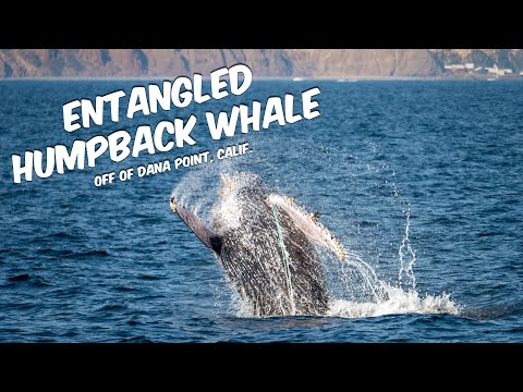 Entangled Humpback Whale Off Dana Point, California