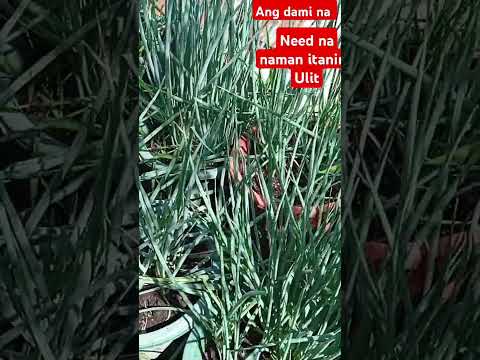 Pagmataba  Ang lupa  pagtamnan dadami agad gardening #shortsyoutube #smallgardenideas #springonions