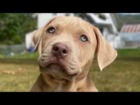 Kong puppies compilation