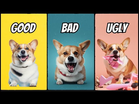 Owning a Corgi: The Good, The Bad, The Ugly