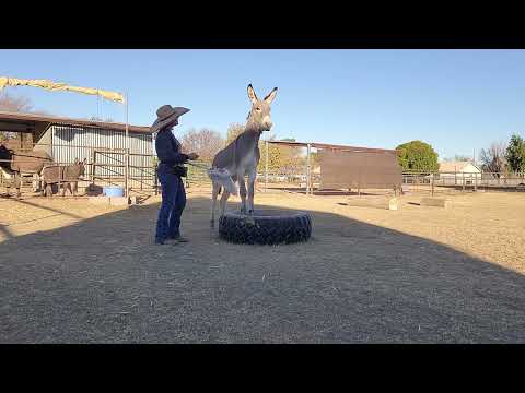 Sancho's second session with the flag #donkeytraining