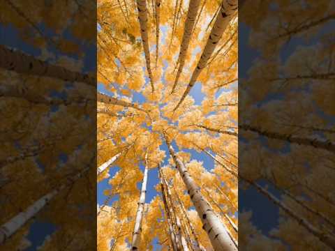 Pando: Ancient Aspen Wonder 🌳 #Conservation #Legacy #Nature