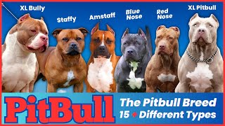 The Pitbull Breeds: 15 Different Types and Their Characteristics