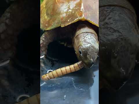 Spike's Snack Attack: A Close-Up of the Cutest Turtle Eating a Worm!