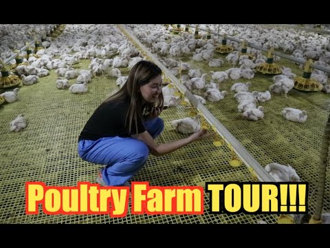 POULTRY FARM TOUR! (My New Workplace) | Miss Menchie