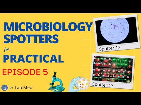 Microbiology Practicals Spotter Answers 12-13 (For Micro MD/DNB PG's, MBBS, BDS, BPT, MSc, DMLT)