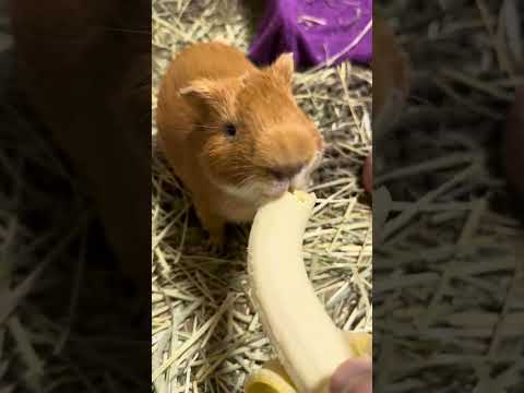 Very cute guinea pigs eating bananasPANORA.CHANNEL