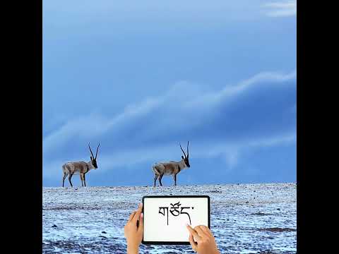 Tibetan Antilope TIB-ENG #CoursTibétain#Gratuit#ApprendreLeTibétain #Débutants #FreeCourse#Éducation