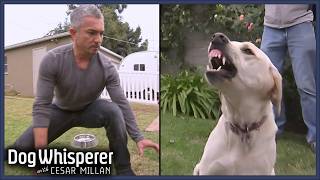 Cesar Millan VS Most Aggressive Dogs! | Dog Whisperer Marathon