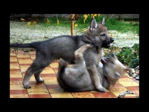 Czechoslovakian Wolfdog "APOLÓNIA Ozvena hôr" - Slovak Days