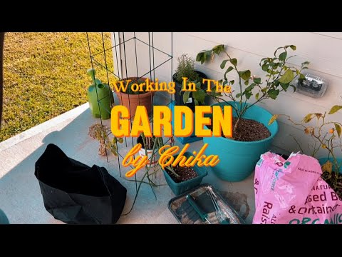 Garden Vibes: A Day In The Life Of New Gardner #tomatogarden