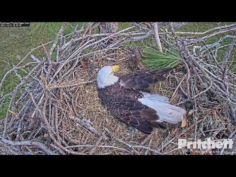 Southwest Florida Eagle Cam Live Stream