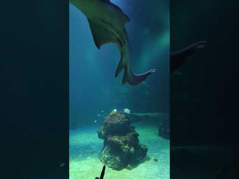 Sharks and Tropical fishes in Ocean setup - Universeum #exotic #nature #sweden