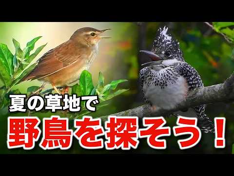 ヤマセミの親子に遭遇！北海道の野鳥たちの生態をじっくり解説！