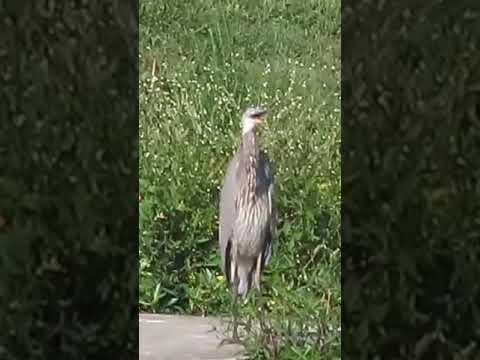 Blue Heron Amidst the Green #birds #blueheron #wildlife #shorts