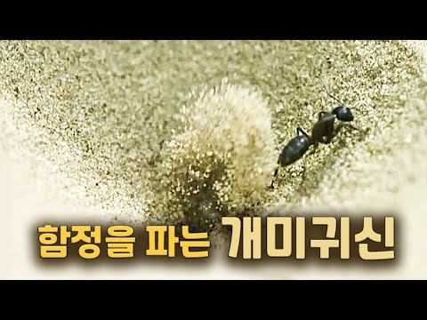 An ant lion digging a trap and catching its prey.