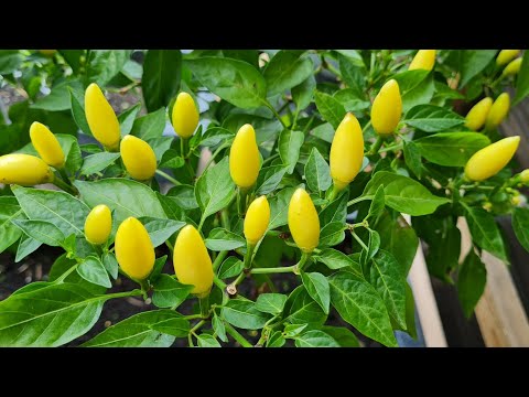 How to get a second (follow up) crop of chillies