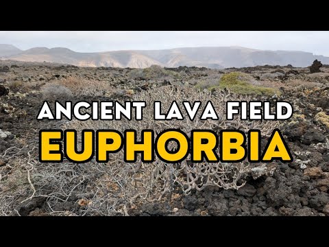 🌋 Volcanic island plant life! Botanising an ancient lava field on Lanzarote