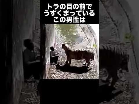 インド人男性が動物園のトラに喰われた事件　　　　　　　　　　　　　#事件解説 #事故 #動物園 #トラ