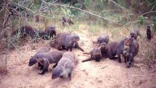 Vets in the Wild - Banded Mongoose Research Project  - Uganda 1999