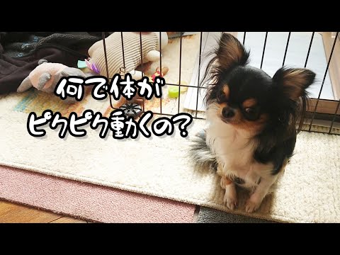 犬のしゃっくり：Dog hiccups