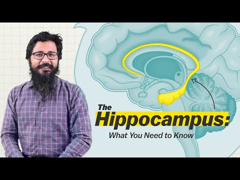 Functions of Hippocampus | Memory and Hippocampus | Psychologs Magazine