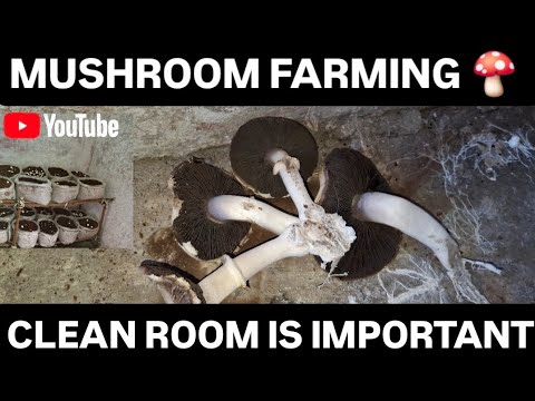 Mushroom farming in India How to clean room for farming Button mushroom harvesting & Parking process