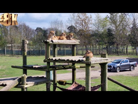 Roaring in 8K: Up Close with African Lions at Blair Drummond Safari Park