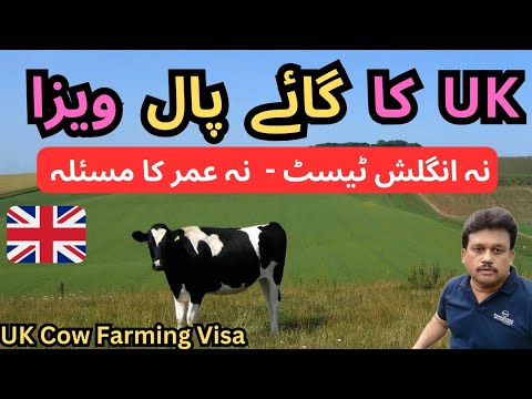 UK Cow Farming Visa | UK Work Visa | No Age Limit | No IELTS | UK Work Permit | Europe Work Permit