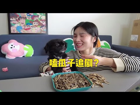 和小狗宅家嗑瓜子也可以这么快乐？妹子感觉太幸福了