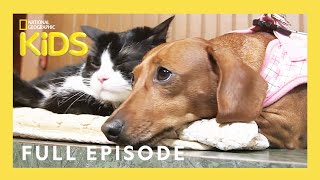 Unlikely Animal Friends Full Episode 🐷🐴 🐱 | Love at First Sight | @natgeokids