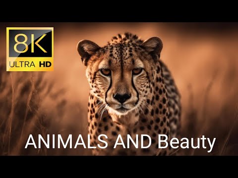 Ultimate African Wildlife 8K ULTRA HD