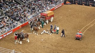 Budweiser Wagon Accident at the SA Rodeo 2023