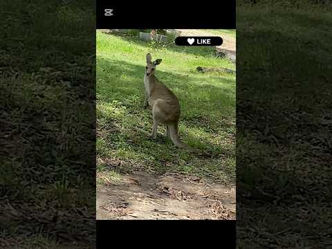 🦘#kangaroo #shorts #australiashorts #australialife #kangarooaustralia #animallovervideos #wildlife